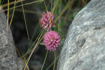 Blomster